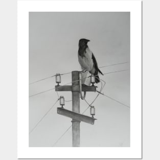 Hooded crow Posters and Art